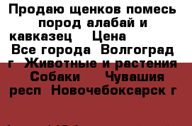 Продаю щенков помесь пород алабай и кавказец. › Цена ­ 1 500 - Все города, Волгоград г. Животные и растения » Собаки   . Чувашия респ.,Новочебоксарск г.